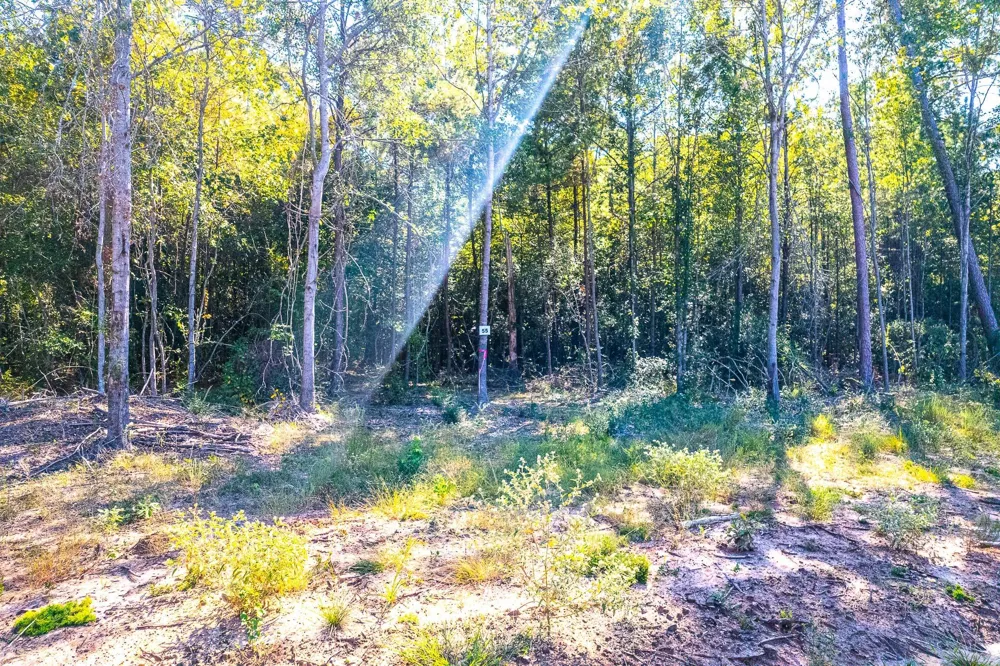 25417 Fm 705 Broaddus, TX 75929