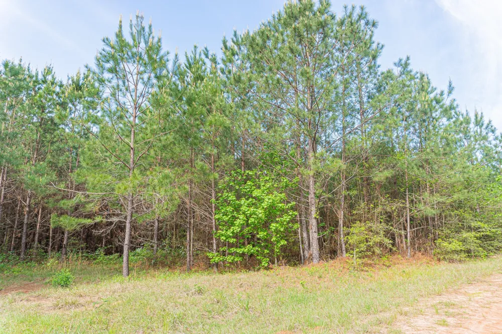 25417 Fm 705 Broaddus, TX 75929