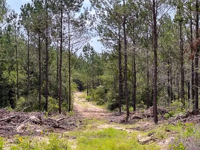 Fm 92 Colmesneil, TX 75938