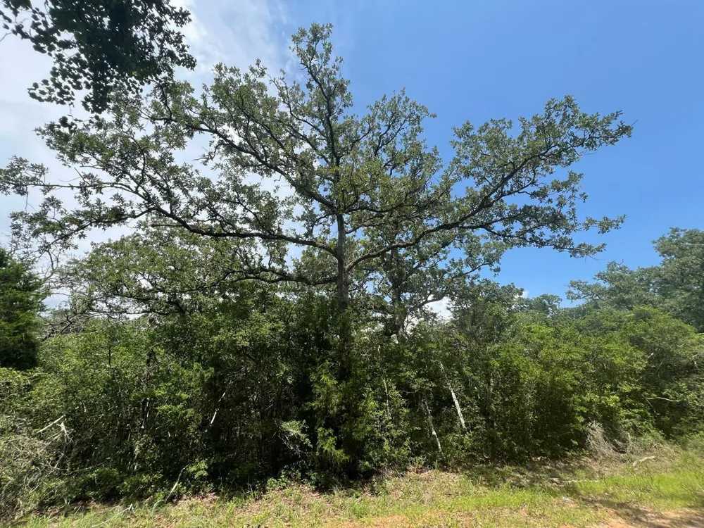 Mulberry Lane Normangee, TX 77871