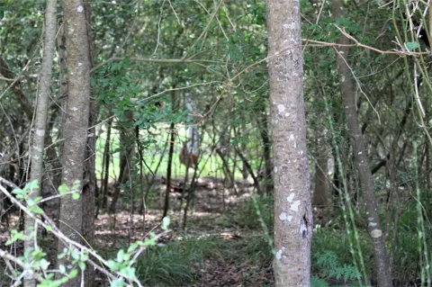 Running Deer