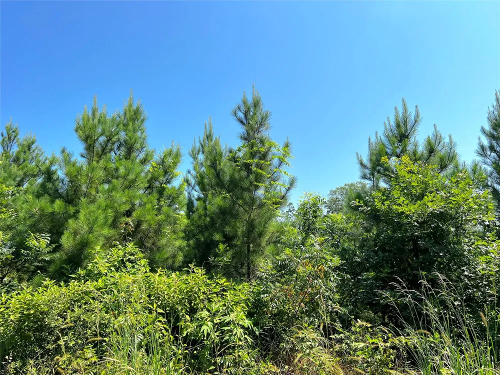 6 Carters Ferry Road Milam, TX 75959