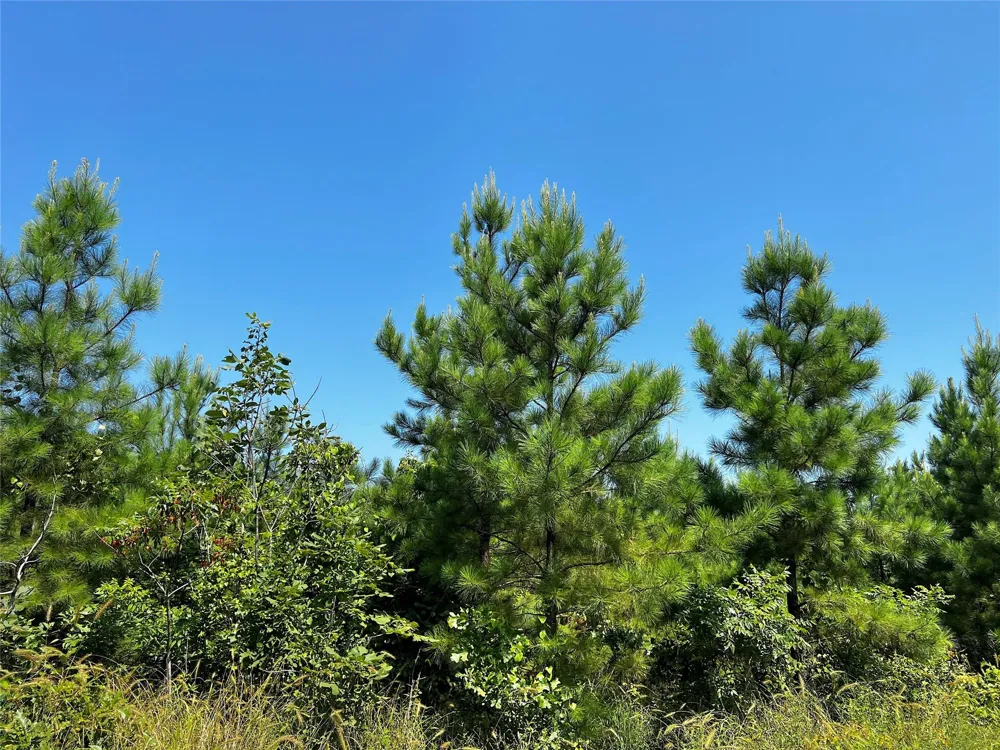 1 Carters Ferry Road Milam, TX 75959
