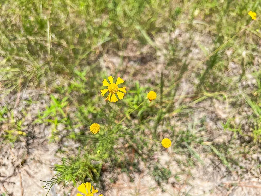 4 Cr 364e Zavalla, TX 75980