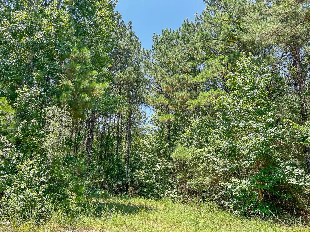 3 Cr 364e Zavalla, TX 75980