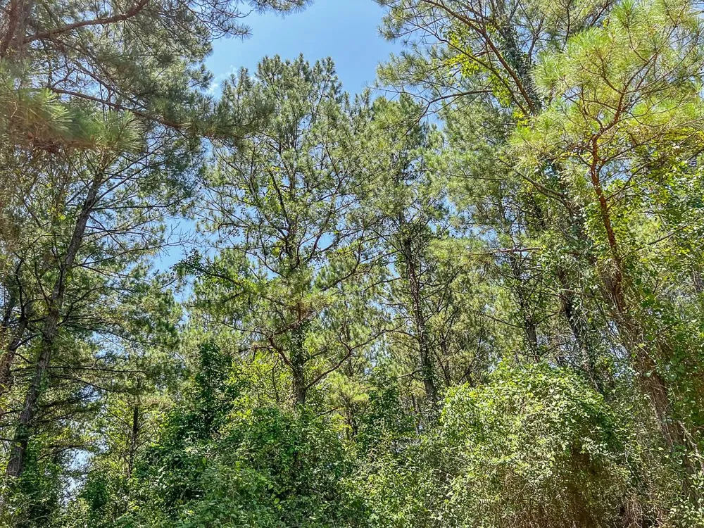 5 Cr 364e Zavalla, TX 75980