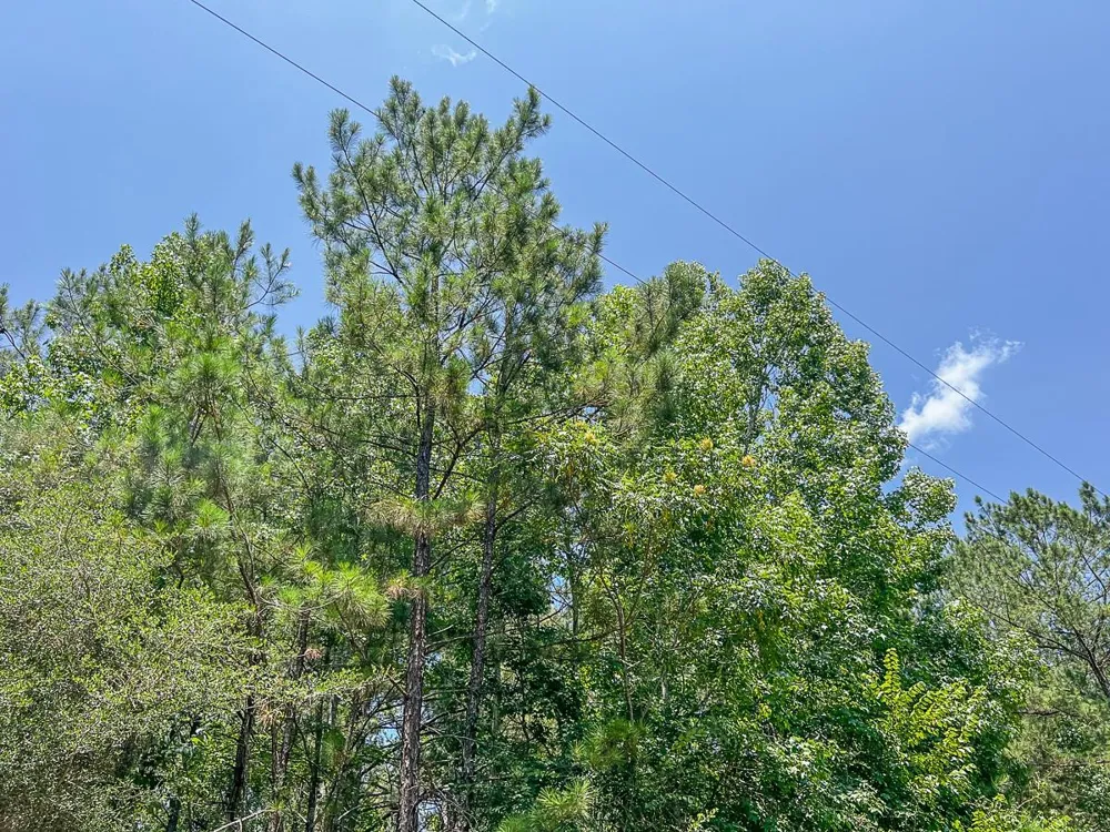 5 Cr 364e Zavalla, TX 75980