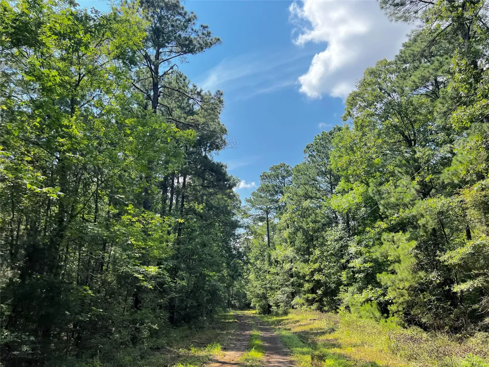 3 Off Highway 21 Geneva, TX 75959