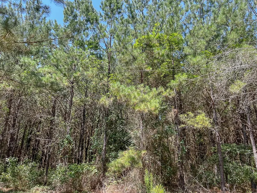 Cr 366/Cr 368 Zavalla, TX 75980