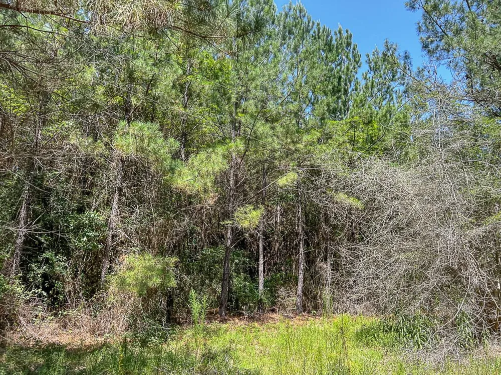 Cr 366/Cr 368 Zavalla, TX 75980
