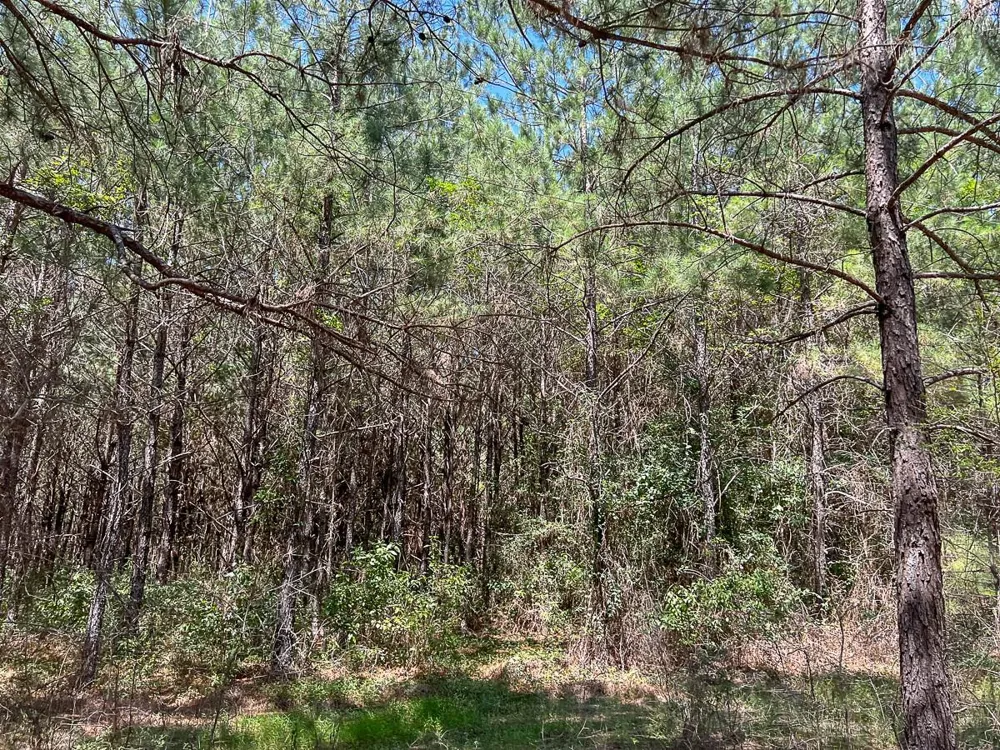 Cr 366/Cr 368 Zavalla, TX 75980