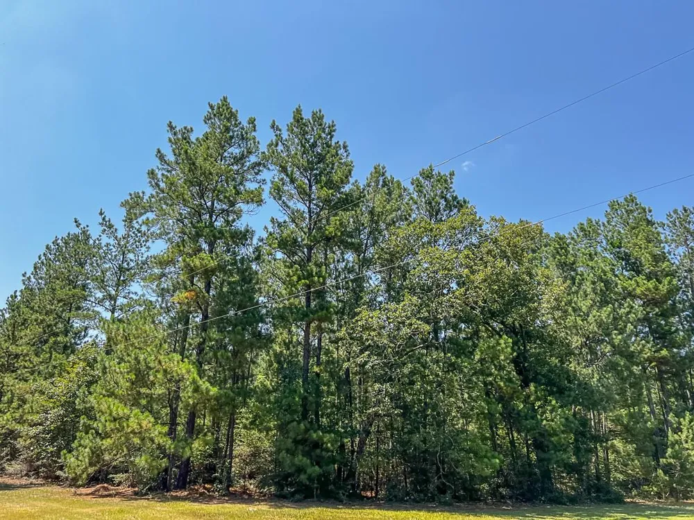 Cr 366/Cr 368 Zavalla, TX 75980