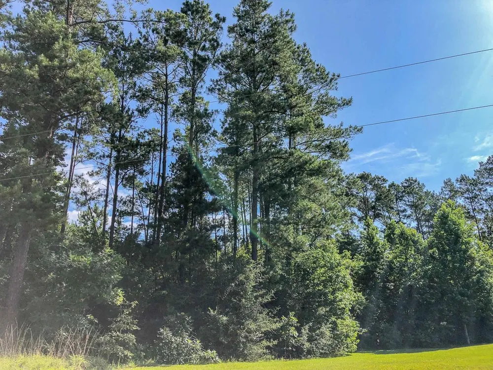 Cr 367 Zavalla, TX 75980