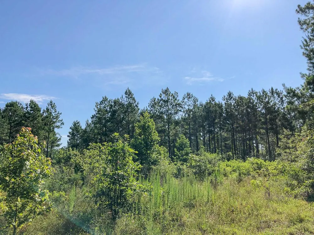 Cr 367 Zavalla, TX 75980
