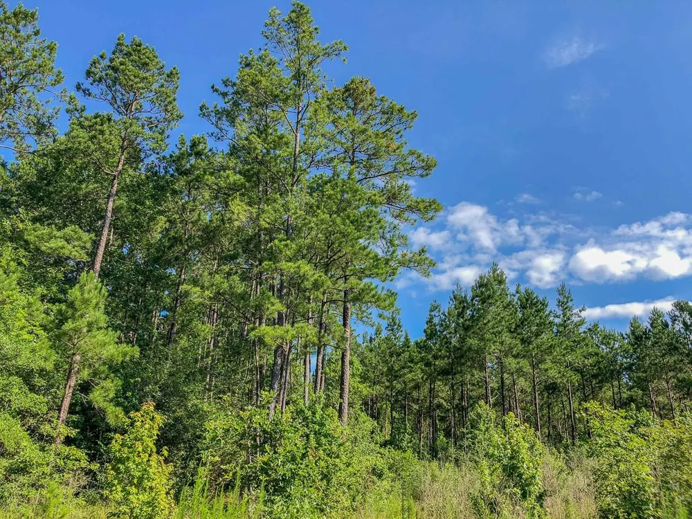 Cr 367 Zavalla, TX 75980
