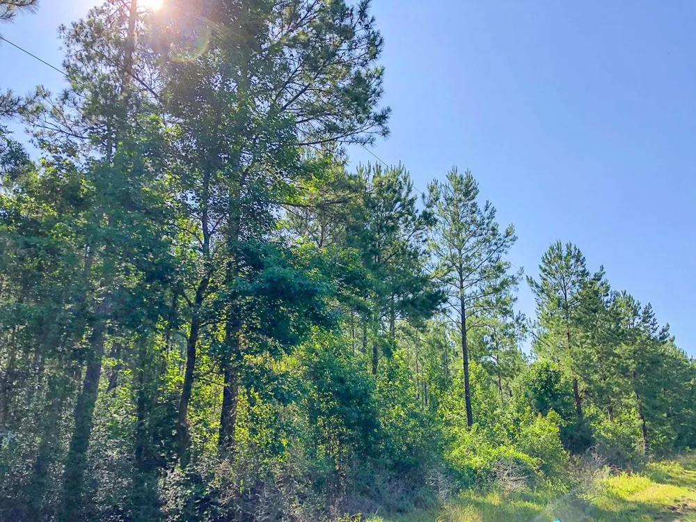 Cr 367 Zavalla, TX 75980