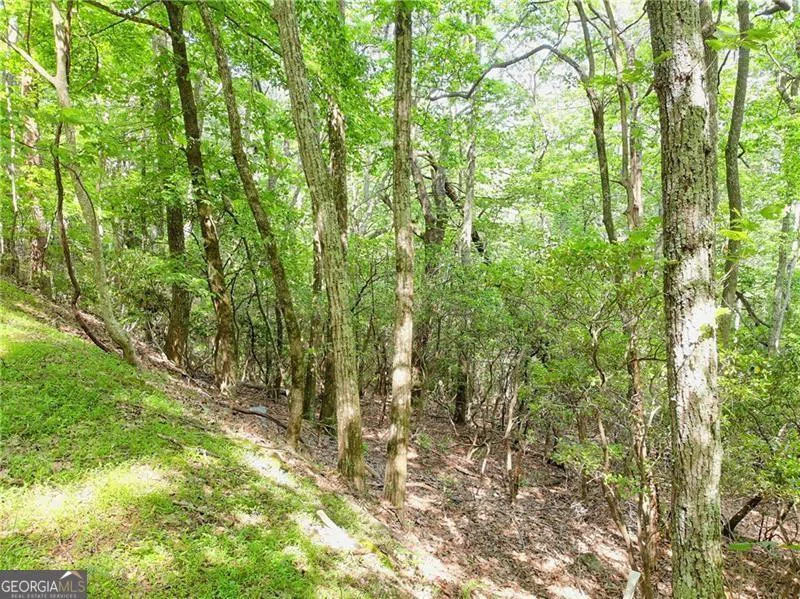 3023 Wild Turkey BLF Big Canoe, GA 30143