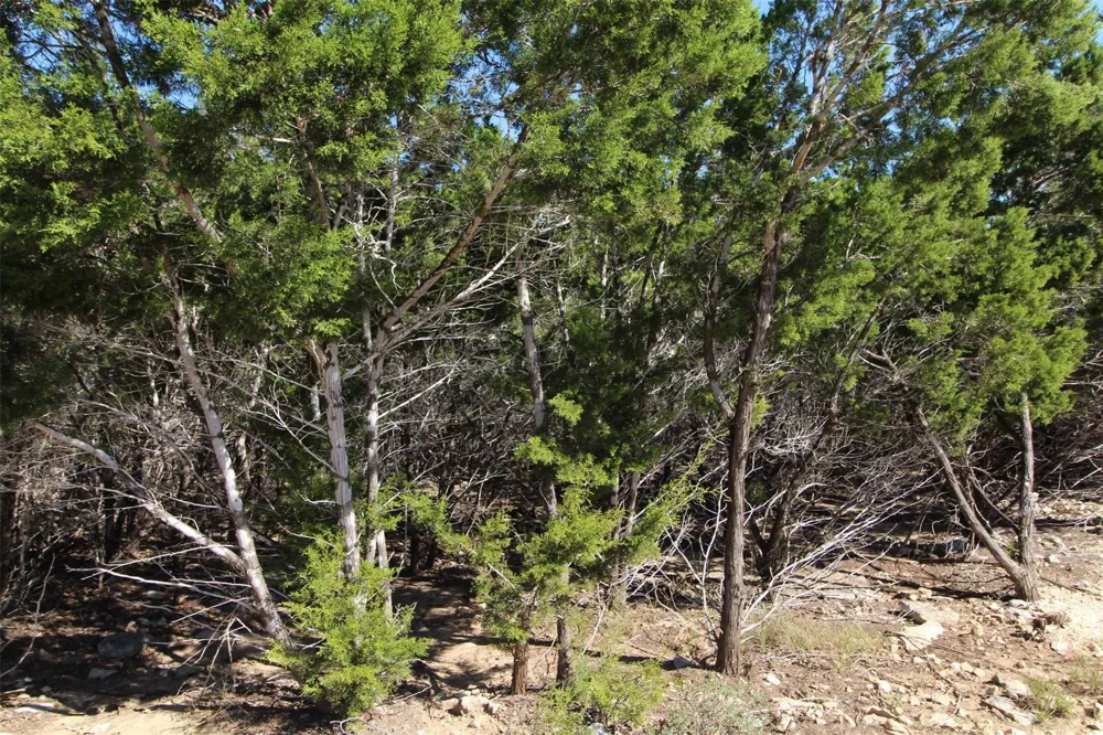 357 Big Bend Drive Canyon Lake, TX 78133