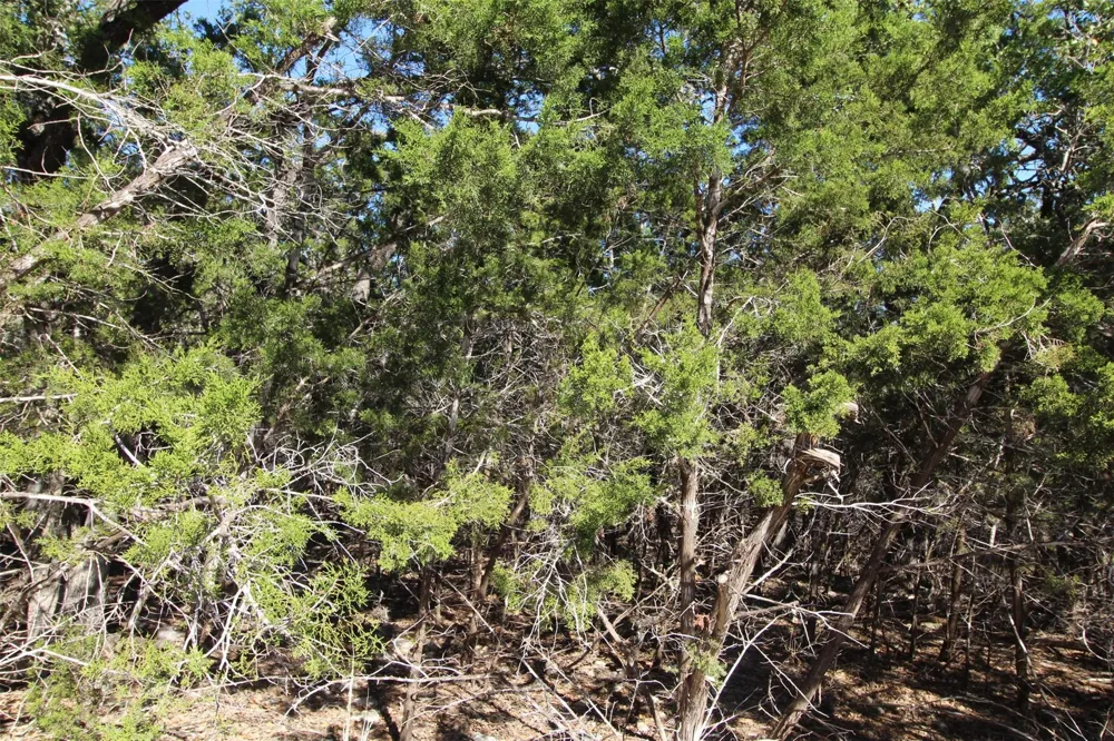 357 Big Bend Drive Canyon Lake, TX 78133