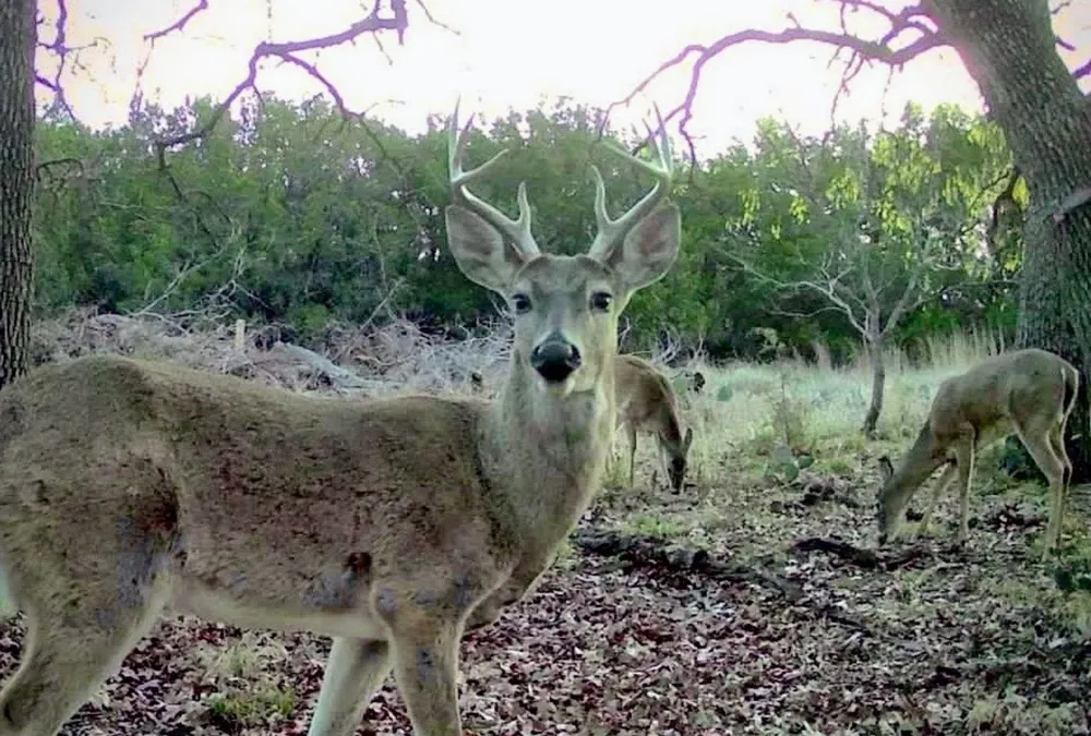 730 E Us Hwy 84 Goldthwaite, TX 76844