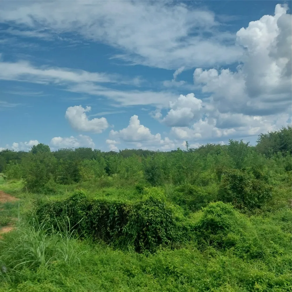 1085 Deen Point Road Benton, LA 71006