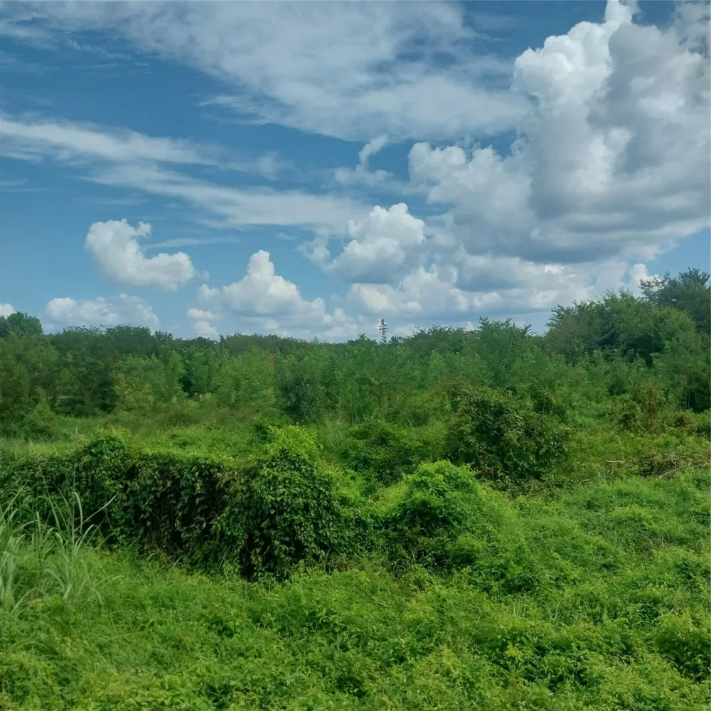 1085 Deen Point Road Benton, LA 71006