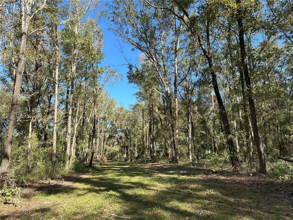 55ac W HWY 318 Reddick, FL 32686