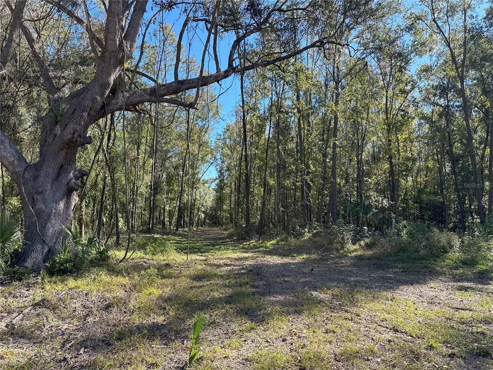 55ac W HWY 318 Reddick, FL 32686