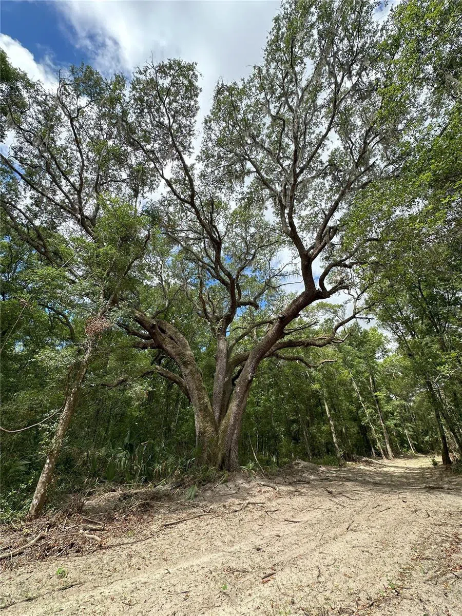 55ac W HWY 318 Reddick, FL 32686