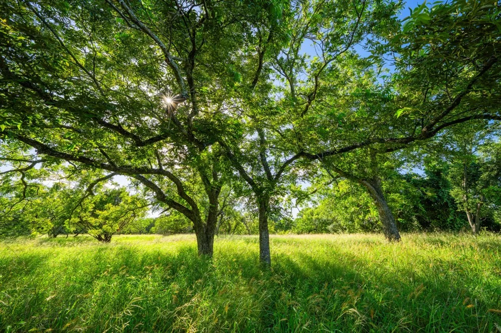 Ligon-Smith Lane Johnson City, TX 78636