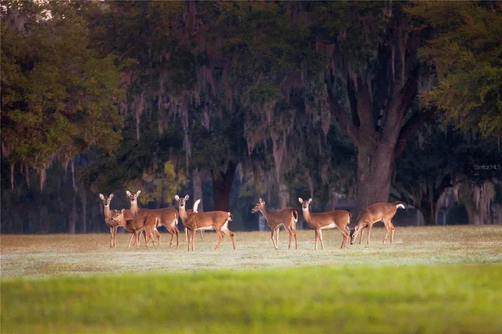 6800 & 6500 NW 193RD STREET Micanopy, FL 32667