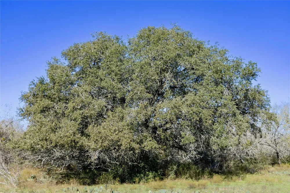 399 Seals Creek Road Lockhart, TX 78644