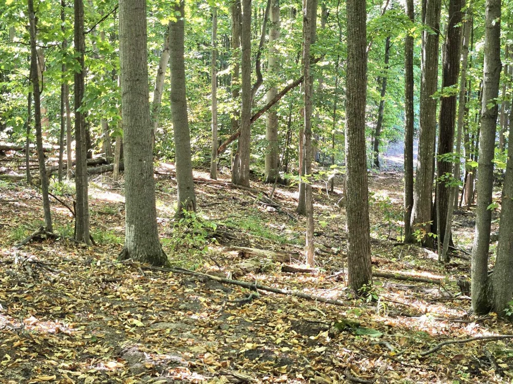 4 Heather Ridge Trail Homestead Township, MI 49617
