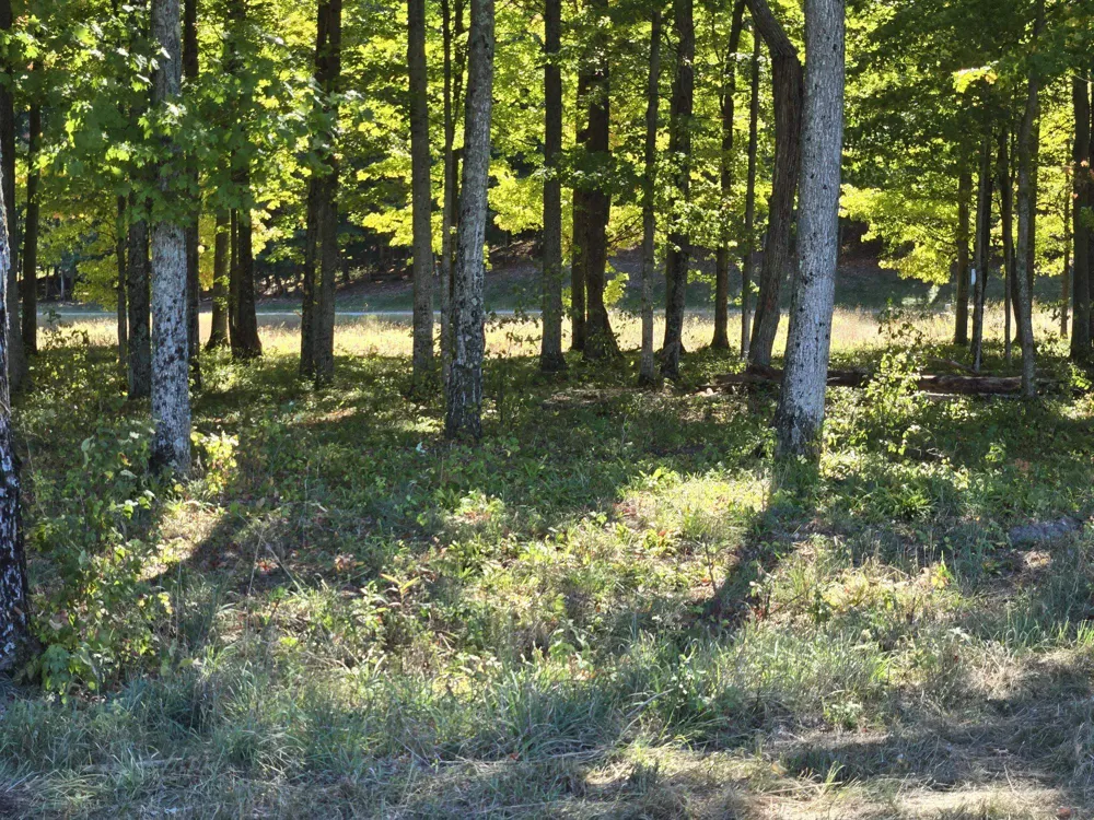 24 Heather Ridge Trail Homestead Township, MI 49617