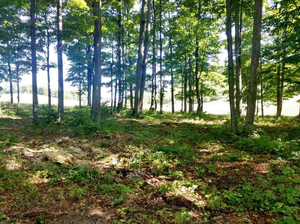 19 Heather Ridge Trail Homestead Township, MI 49617