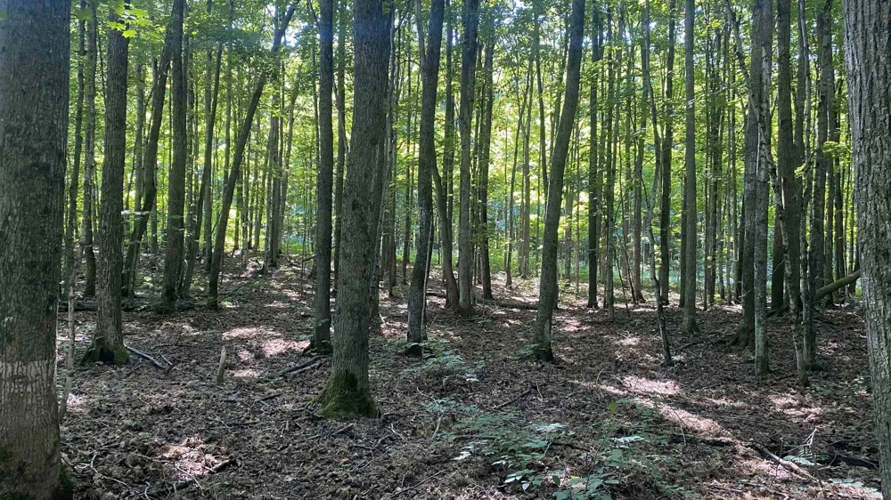 Forestgrove Court Star Township, MI 49730