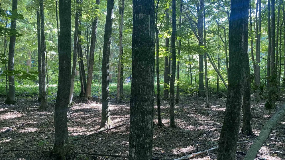 Forestgrove Court Star Township, MI 49730