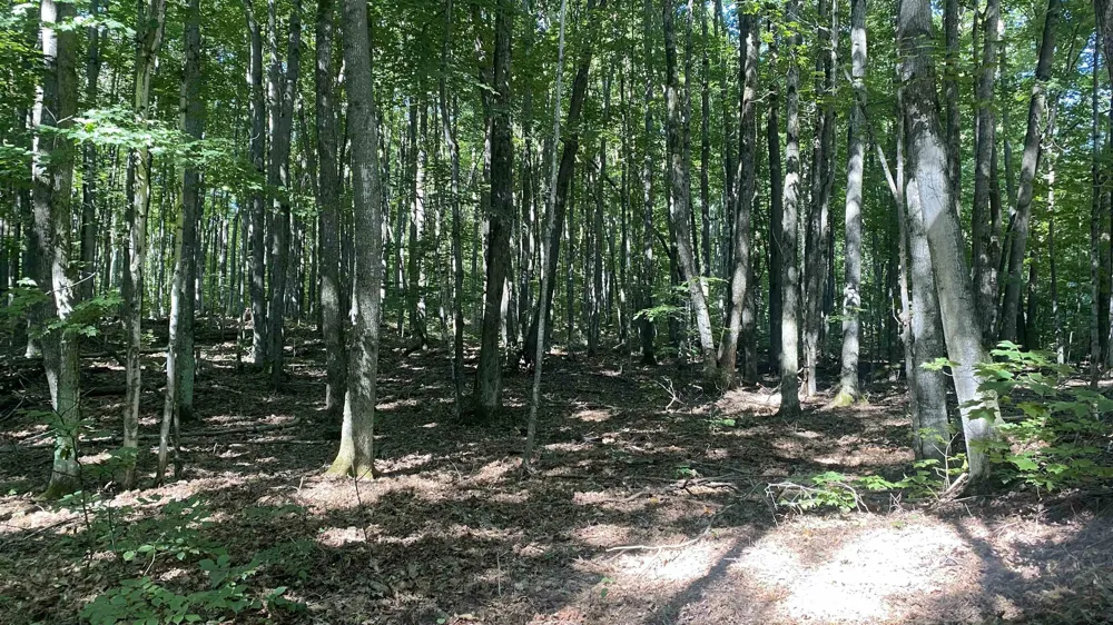 Forestgrove Court Star Township, MI 49730