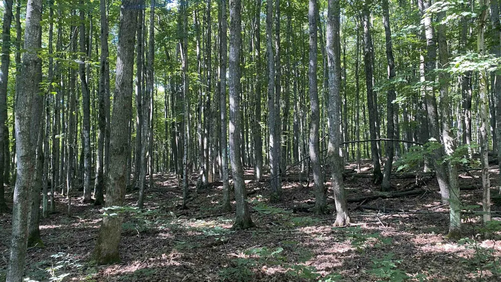 Forestgrove Court Star Township, MI 49730