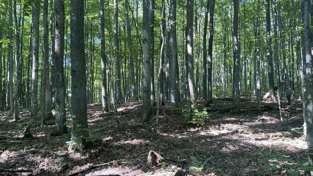Forestgrove Court Star Township, MI 49730