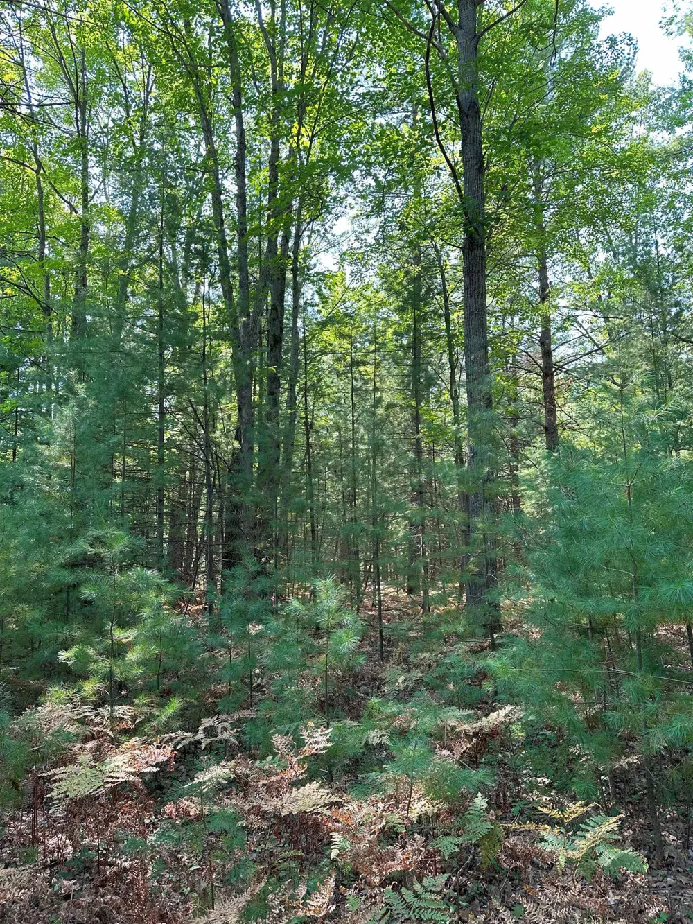 592 SE Blue Heron Drive Orange Township, MI 49646