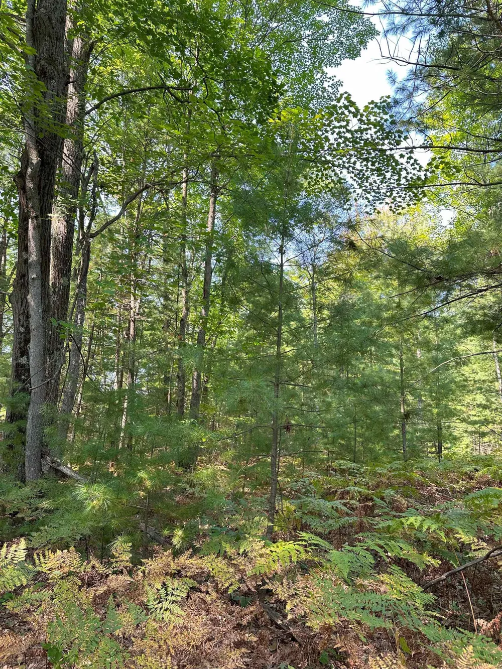592 SE Blue Heron Drive Orange Township, MI 49646