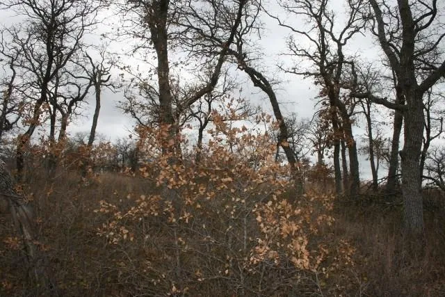 Hensley Road Gordon, TX 76453