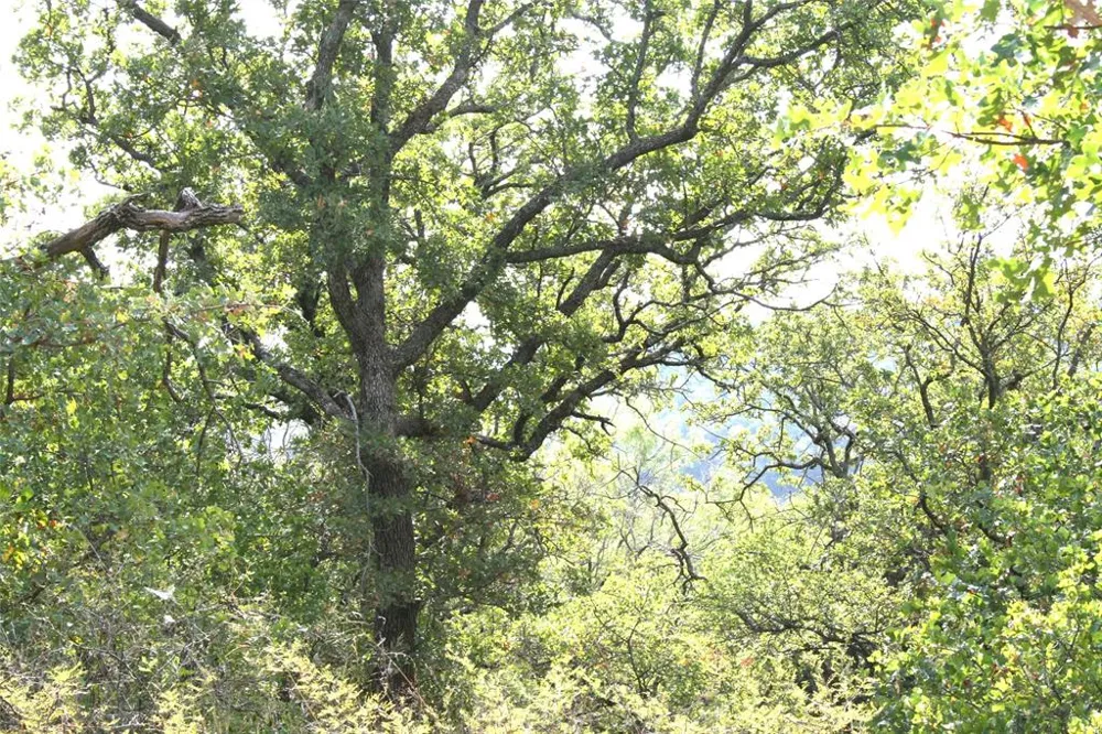 Hensley Road Gordon, TX 76453