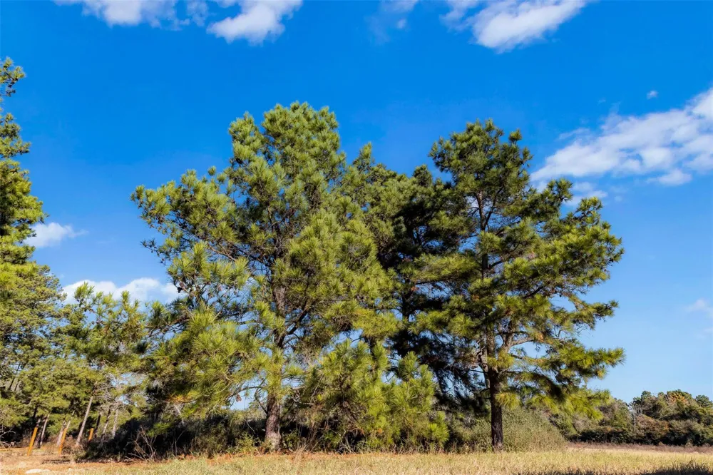 Pr 1316 Centerville, TX 75833
