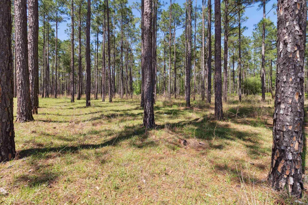 16299 Ga Hwy 46 Soperton, GA 30457