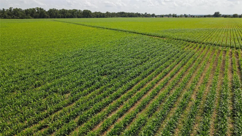 Fm 2447 Chappell Hill, TX 77426