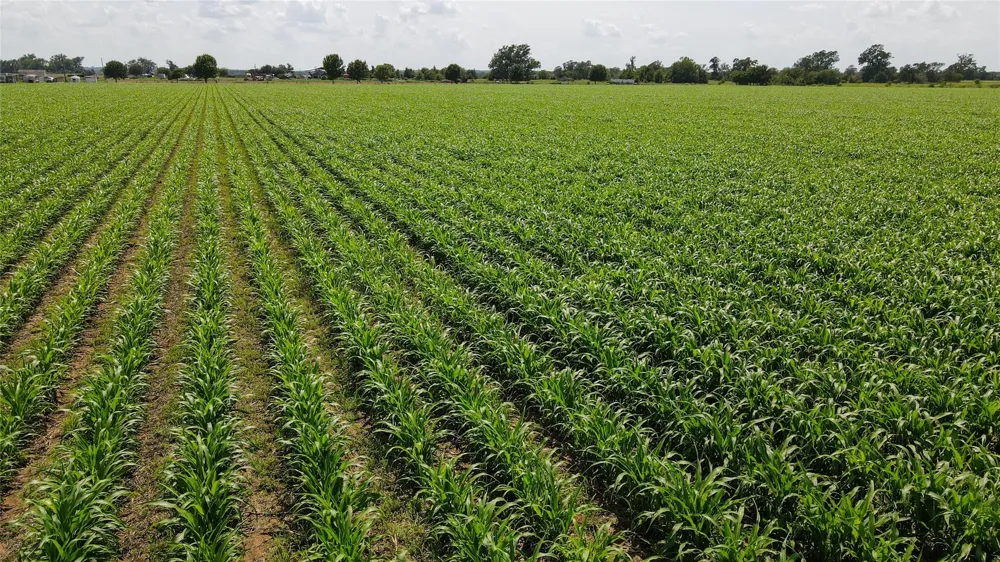 Fm 2447 Chappell Hill, TX 77426