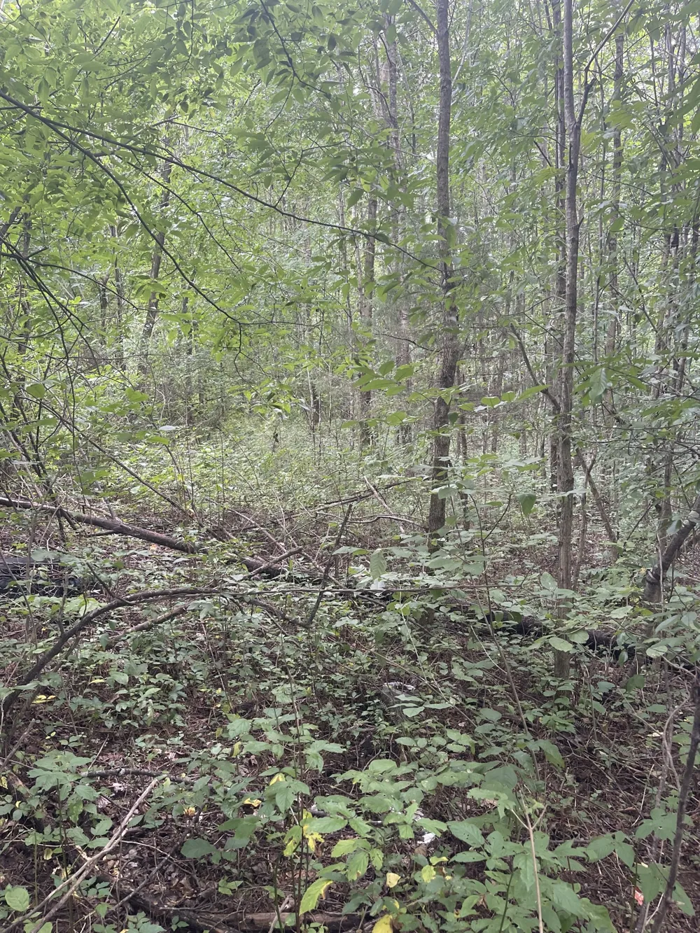 0 HWY 52 bypass west W Lafayette, TN 37083