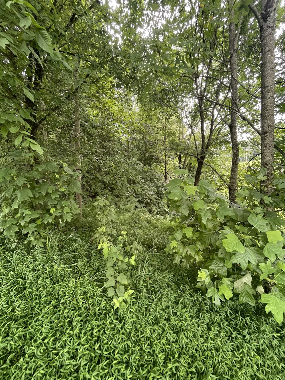 0 HWY 52 bypass west W Lafayette, TN 37083